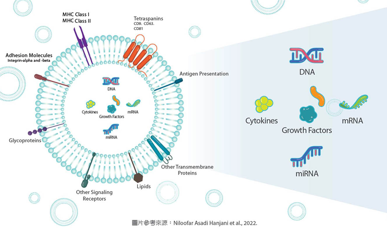 exosome_外泌體