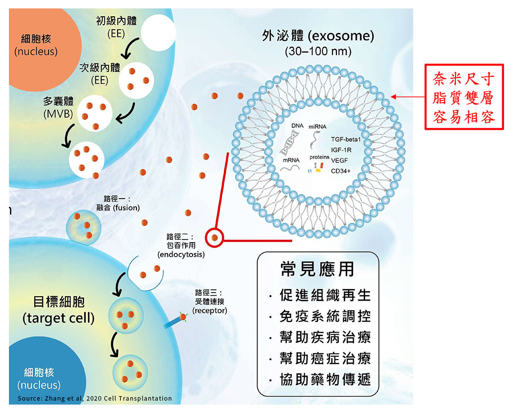 exosome_外泌體